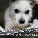[성남시] 안락사임박!!  믹스 8살추정 4키로 <b>암컷</b>