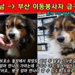 [성남시] <b>성남</b>->부산 이동봉사자 애타게 찾고있어요!!