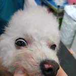 저희 강아지가 미용을 하다가 코<b>살점</b>이 떨어졌어요ㅠㅠ