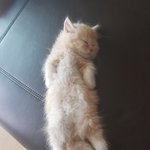 [멍냥이들] 우리집멍냥이들