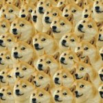 <b>속</b><b>쌍</b>인데 쌍수 할까말까