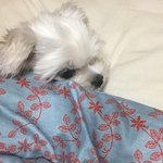 [강아지] 우리 강아지 너무 예쁨