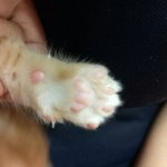 [고양이] 본격적인 고양이자랑4