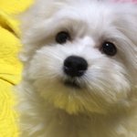 [드루와] 아니 진짜 롱패딩한테 웨구뤠
