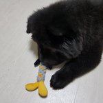 [개깊은빡침] <b>흑</b>차우와 동거3개월