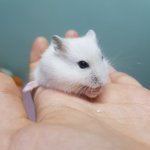 시로(<b>춘식</b>이) 근황