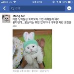 웃기고 귀여운 고양이사진 올리는 이벤트합니다.