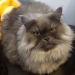 [고양이] 683일째 육아육묘