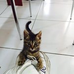 [고양이] + 길냥이었던 울 막내 콩이 성장기 보고가세요!!