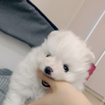 [강아지] 울 강아지 <b>모찌</b> 10개월 성장과정