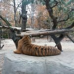 이거 호랑이뒷태 대박이징