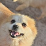 애정/포메라이언/여아/5kg/3살  *갈색과 <b>흰색</b>털의 조화가 너무 예쁜...