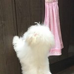 내가 오늘 교정했는데 <b>앞니</b> 두개가 너무 아픈데 정상이야?