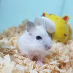 <b>춘식</b>이 근황임 'ㅅ'