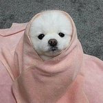 은갈치 <b>에코</b>백 매고 알바한다