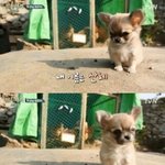 [댓글부탁해] <b>장모</b>치와와 닮은거