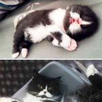 언제 이렇게 컸냥?