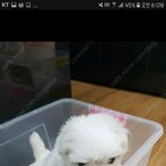 [강아지] <b>내새</b>꾸 감자