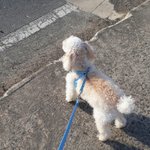 [드루와] ㅎㅋㅋ우리집 댕댕이 졸라 귀여워ㅜㅜㅜ