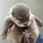 <b>동물상</b> 남돌 모아봄