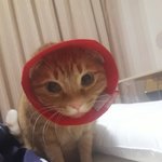 [고양이] 본격적인 고양이자랑5