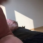 [고양이] 길냥이었던 울 콩이 2탄!!