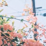 복숭아꽃 배경후기 알<b>려조</b>