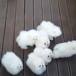 [EXO] 아까 코밥이 산다한년인데 내 포카