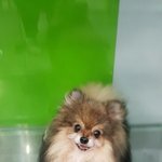 [보호소] 성남ic고가위에 버려진 <b>포</b><b>메</b>