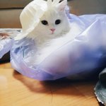 [고양이] 토리냥 261일째 동거중