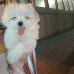 [강아지] <b>내새</b>꾸 감자 2탄