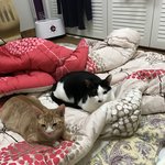 [고양이]나도해보는 고양이자랑