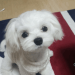 [강아지] <b>내새</b>꾸 감자 3탄 움짤버전