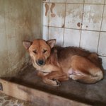 [강아지] <b>어미</b>와 6마리 새끼들 안락사에서 살려주세요