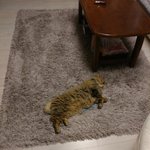 [고양이] <b>쥐</b>돌이는 내꺼다옹