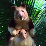 나무 캥거루를 본 적 있나요?