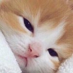 [댓글부탁해] <b>톤</b> 궁예해주면 시험 올백 ㅇㄱㄹㅇ