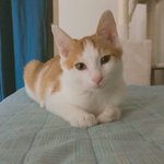 [고양이] 사랑하는 나의아미랑 <b>치치</b>17