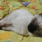 [댓글부탁해] 얘들아 우리집 고양이 봐줘