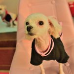 하나/말티즈/여아/3살/2kg_ 시골마을에 버려져 주인을 찾아 헤매던...