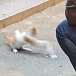 [조언부탁해] 우리 <b>엄</b><b>빠</b> 이혼 각인데 조언 좀