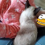 고양이는 정말 매력이 철철...코숏콩이 샴뽀뽀에요~