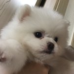 강아지 <b>분양</b>받앗어ㅠㅠ