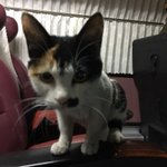 [고양이] 고속도로행 고양이승객 이야기