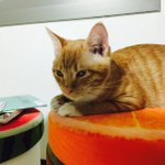 고양이 뭘 좋아하나요