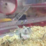 [햄스터] 우리집 <b>귀염</b>둥이 구경 좀 해