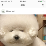 [드루와] <b>비숑</b>키우는사람