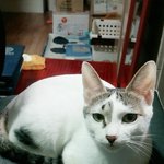 [고양이] [서울동대문구 휘경동]고양이를 찾습니다