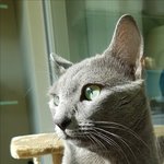 울집 <b>러블</b> 진짜 잘 생김.