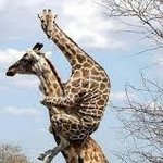 [EXO] <b>기린</b>짤 도배하면 개빡쳐서라도 포기함